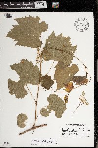 Vitis riparia image