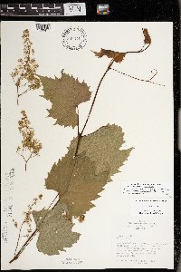 Vitis riparia image