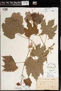 Vitis riparia image