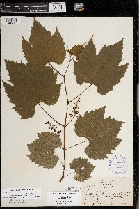 Vitis riparia image