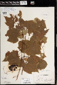 Vitis riparia image