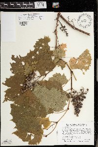 Vitis riparia image