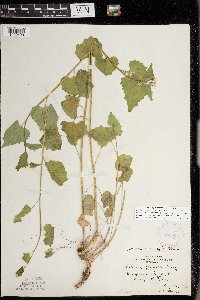 Alliaria petiolata image