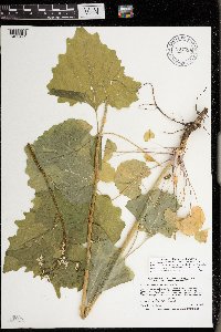 Alliaria petiolata image