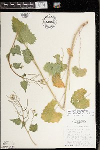 Alliaria petiolata image