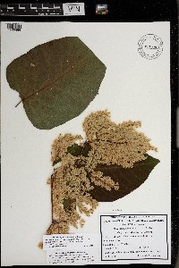 Fallopia sachalinensis image