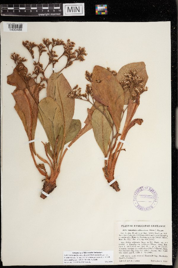 Limonium californicum image