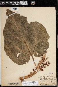 Rheum rhabarbarum image