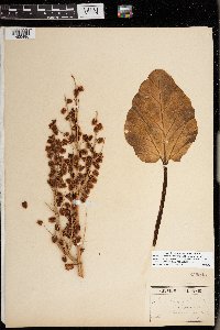 Rheum rhabarbarum image