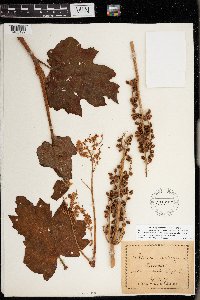 Rheum palmatum image