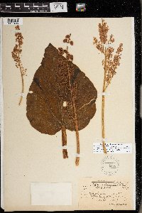 Rheum rhabarbarum image