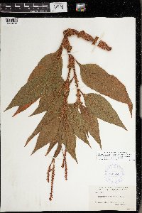 Media resource of Persicaria hispida