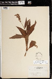 Persicaria glabra image