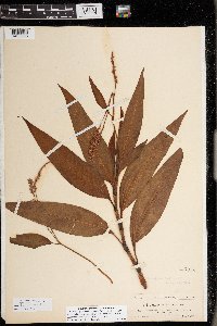 Persicaria glabra image