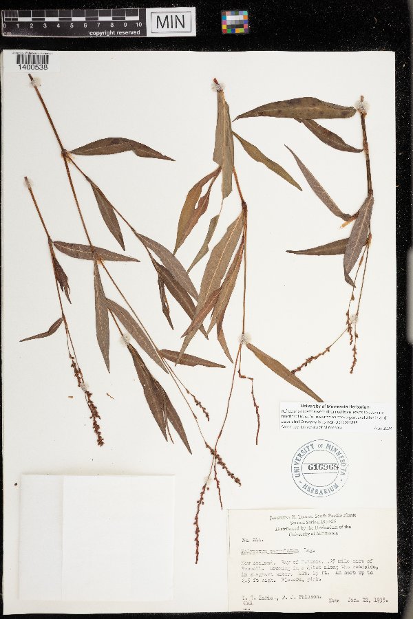 Persicaria decipiens image