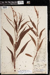 Persicaria glabra image