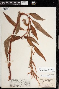 Persicaria glabra image