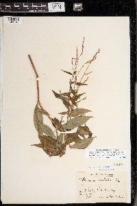 Media resource of Persicaria barbata