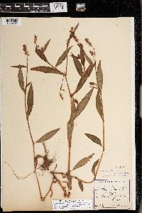 Persicaria maculosa image