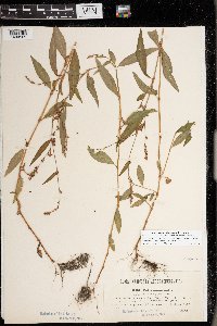 Media resource of Persicaria mitis