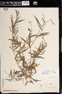 Persicaria minor image