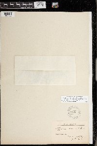 Persicaria minor image