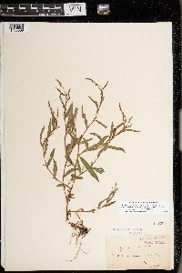 Persicaria minor image