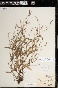 Persicaria minor image