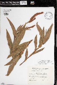 Media resource of Persicaria acuminata