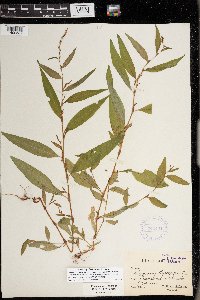 Persicaria hydropiper image