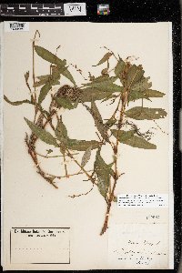 Persicaria hydropiper image