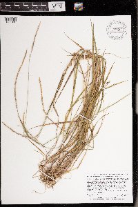 Elymus trachycaulus subsp. trachycaulus image