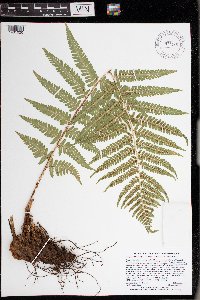 Dryopteris filix-mas image