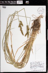 Carex stipata var. stipata image