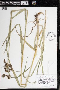 Scirpus atrovirens image