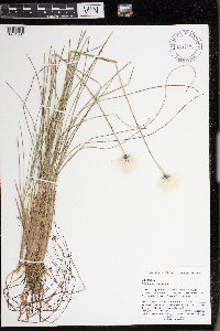 thumbnail image of current specimen