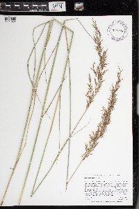 Sorghastrum nutans image