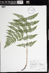 Dryopteris intermedia image