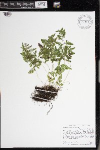 Cystopteris laurentiana image