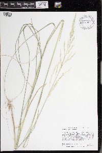 Calamovilfa longifolia image