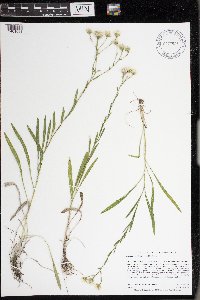 Solidago ptarmicoides image