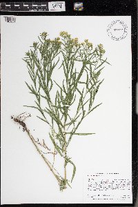 Euthamia gymnospermoides image