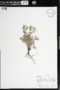 Potentilla pensylvanica image