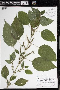 Image Associated With the Occurrence