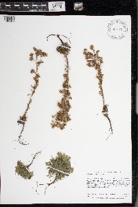 Chamaerhodos erecta image