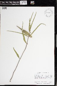 Asclepias viridiflora image