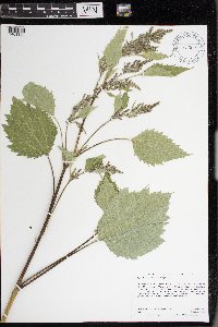 Cyclachaena xanthiifolia image