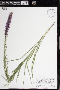 Liatris pycnostachya var. pycnostachya image