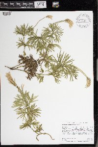 Diphasiastrum digitatum image