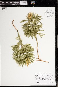 Dendrolycopodium dendroideum image